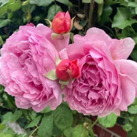 Olga Behrends Apartmán Wiesmoor